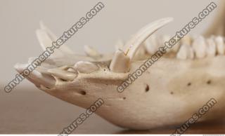 photo reference of skull 0067